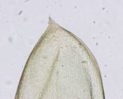 Attēlu rezultāti vaicājumam “Pseudoscleropodium purum”