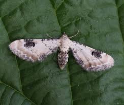 Attēlu rezultāti vaicājumam “Eupithecia centaureata”