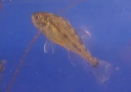 Image result for Sciaenops ocellatus