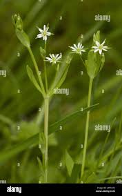 Attēlu rezultāti vaicājumam “Stellaria uliginosa”