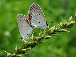 Attēlu rezultāti vaicājumam “Everes argiades female”