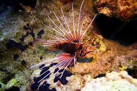 Image result for Pterois radiata
