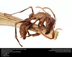 Attēlu rezultāti vaicājumam “Cordyceps polyarthra”