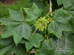 Attēlu rezultāti vaicājumam “Kalopanax septemlobus fruit”