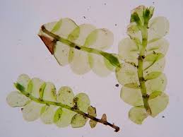 Attēlu rezultāti vaicājumam “Chiloscyphus pallescens”