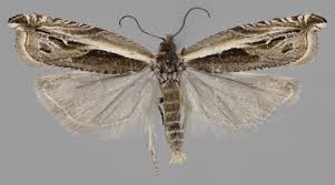 Attēlu rezultāti vaicājumam “Ancylis apicella”