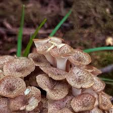 Attēlu rezultāti vaicājumam “Polyporus tubaeformis”