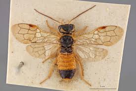 Attēlu rezultāti vaicājumam “Caenolyda reticulata”