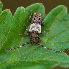 Attēlu rezultāti vaicājumam “Pogonocherus hispidulus”