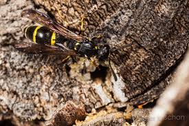 Attēlu rezultāti vaicājumam “Symmorphus sp.”