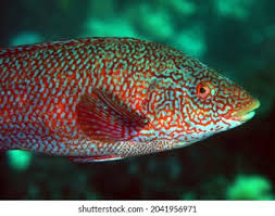 Image result for Labrus bergylta