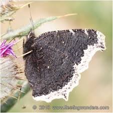 Attēlu rezultāti vaicājumam “Nymphalis antiopa underside”