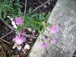 Attēlu rezultāti vaicājumam “Serratula tinctoria flower”