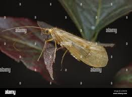 Attēlu rezultāti vaicājumam “Chaetopteryx villosa”