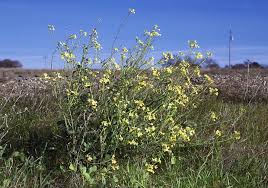 Attēlu rezultāti vaicājumam “Raphanus raphanistrum flower”
