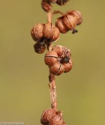 Attēlu rezultāti vaicājumam “Pyrola minor bud”