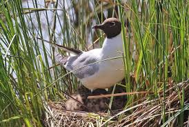 Attēlu rezultāti vaicājumam “Larus ridibundus eggs”