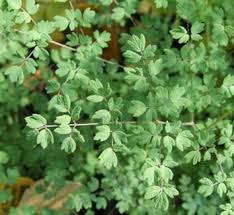 Attēlu rezultāti vaicājumam “Thalictrum aquilegifolium leaf”
