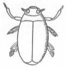 Attēlu rezultāti vaicājumam “Gyrinidae”