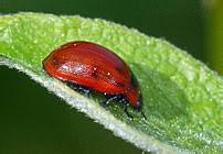 Attēlu rezultāti vaicājumam “Gonioctena viminalis”