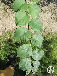 Attēlu rezultāti vaicājumam “Ulmus laevis leaf”