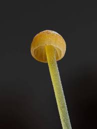 Attēlu rezultāti vaicājumam “Mycena acicula”
