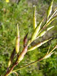 Attēlu rezultāti vaicājumam “Sinapis arvensis”