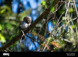 Attēlu rezultāti vaicājumam “Glaucidium passerinum adult”
