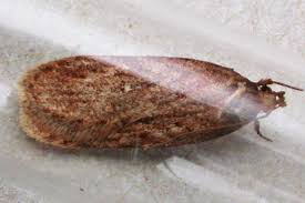 Attēlu rezultāti vaicājumam “Depressaria olerella”