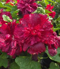 Image result for Alcea rosea