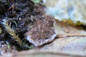 Attēlu rezultāti vaicājumam “Gloiodon strigosus”