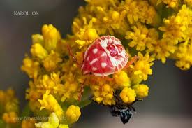 Attēlu rezultāti vaicājumam “Carpocoris sp. nymph”
