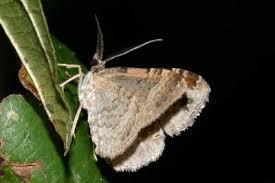 Attēlu rezultāti vaicājumam “Xanthorhoe ferrugata”