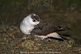 Image result for Pterodroma hasitata