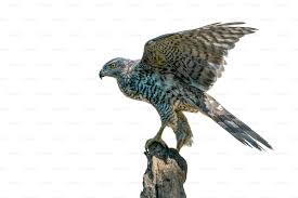 Attēlu rezultāti vaicājumam “Accipiter gentilis adult”