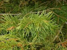 Attēlu rezultāti vaicājumam “Abies concolor”