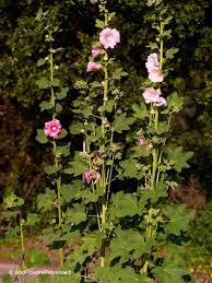 Image result for Alcea (althaea) rosea