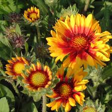 Image result for Gaillardia `Kobold`