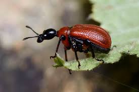 Attēlu rezultāti vaicājumam “Apoderus coryli”