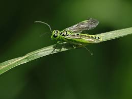 Attēlu rezultāti vaicājumam “Rhogogaster picta”