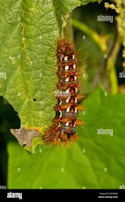 Attēlu rezultāti vaicājumam “Acronicta rumicis imago”