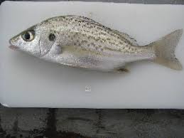 Image result for Pomadasys commersonnii