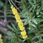 Attēlu rezultāti vaicājumam “Physarum virescens”