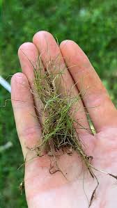 Attēlu rezultāti vaicājumam “Festuca rubra subsp. rubra fruit”