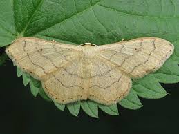 Attēlu rezultāti vaicājumam “Idaea aversata”