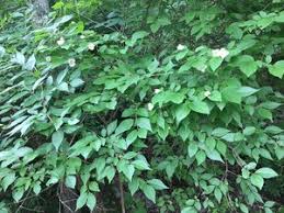 Attēlu rezultāti vaicājumam “Philadelphus coronarius leaf”