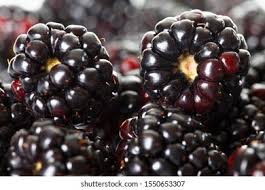 Image result for Rubus sectio