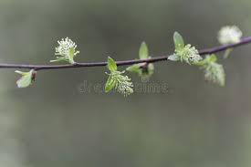 Attēlu rezultāti vaicājumam “Salix myrsinifolia leaf”