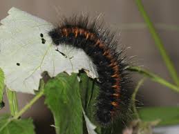 Attēlu rezultāti vaicājumam “Macrothylacia rubi larva”