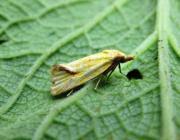 Attēlu rezultāti vaicājumam “Agapeta hamana”